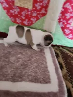 Lolli pop, a female French Bulldog for sale in Keota, OK – 3 of 6