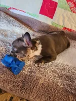Jazzie , a female French Bulldog for sale in Keota, OK – 1 of 4