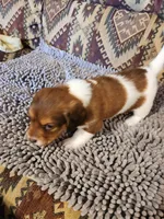 Hawk, a male Dachshund for sale in Keota, OK – 3 of 7