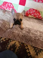 Cinnamon, a female French Bulldog for sale in Keota, OK – 2 of 7