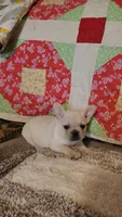 Ivory Rose, a female French Bulldog for sale in Keota, OK – 3 of 8
