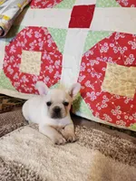 Ivory Rose, a female French Bulldog for sale in Keota, OK – 7 of 8