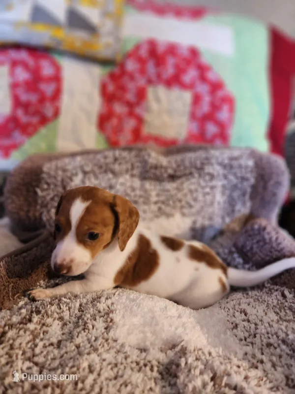 Aspen – Dachshund puppy for sale in Keota, OK
