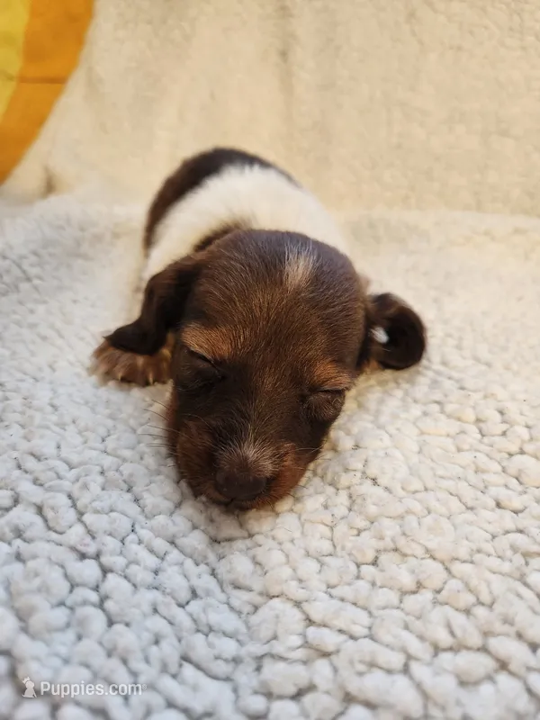 Buttons and bows – Dachshund puppy for sale in Keota, OK