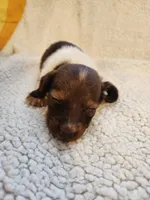 Buttons and bows, a female Dachshund for sale in Keota, OK – 1 of 3