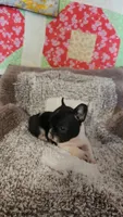 Bobbi-Socks, a female French Bulldog for sale in Keota, OK – 6 of 9