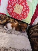 Ember, a female Miniature Dachshund for sale in Keota, OK – 4 of 7