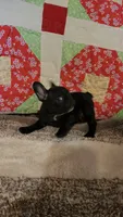 Onyx, a female French Bulldog for sale in Keota, OK – 9 of 9
