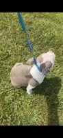 Tank, a male American Bully for sale in Keota, OK – 5 of 5
