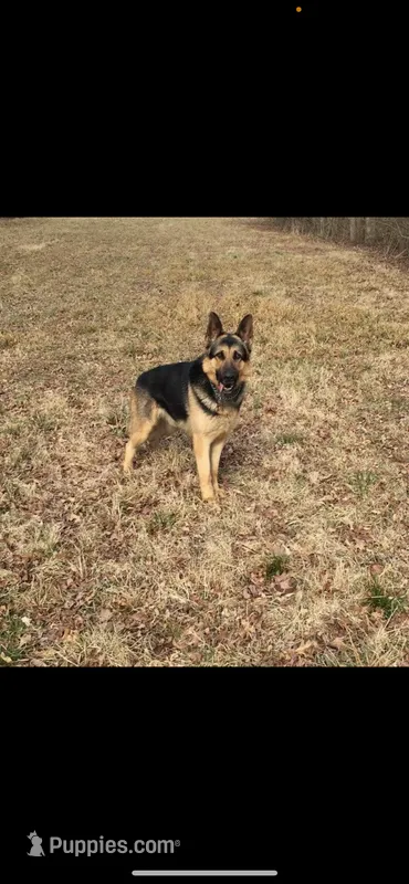 GSDPuppies – German Shepherd Dog puppy for sale in Springfield, IL