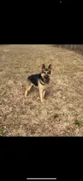 GSDPuppies, a  German Shepherd Dog for sale in Springfield, IL – 1 of 5