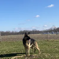 GSD Puppy, a  German Shepherd Dog for sale in Springfield, IL – Photo 6 of 8