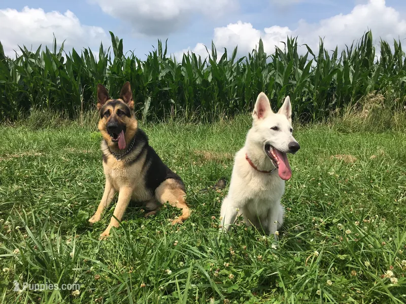 GSD Puppy, a  German Shepherd Dog for sale in Springfield, IL – Photo 1 of 8
