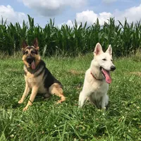 GSD Puppy, a  German Shepherd Dog for sale in Springfield, IL – Photo 1 of 8