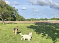 GSD Puppy, a  German Shepherd Dog for sale in Springfield, IL – Photo 5 of 8
