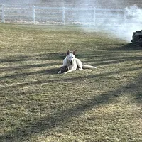 GSD Puppy, a  German Shepherd Dog for sale in Springfield, IL – Photo 4 of 8