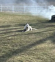GSD Puppy, a  German Shepherd Dog for sale in Springfield, IL – Photo 4 of 8