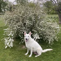GSD Puppy, a  German Shepherd Dog for sale in Springfield, IL – Photo 7 of 8