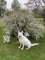 GSD Puppy, a  German Shepherd Dog for sale in Springfield, IL – Photo 7 of 8
