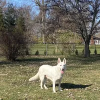 GSD Puppy, a  German Shepherd Dog for sale in Springfield, IL – Photo 8 of 8