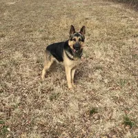 GSD Puppy, a  German Shepherd Dog for sale in Springfield, IL – Photo 3 of 8