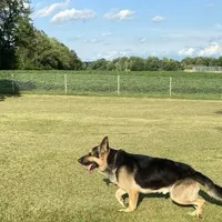 GSD Puppy, a  German Shepherd Dog for sale in Springfield, IL – Photo 2 of 8