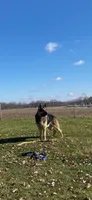 GSDPuppies, a  German Shepherd Dog for sale in Springfield, IL – 5 of 5
