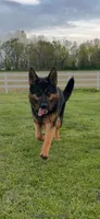 GSDPuppies, a  German Shepherd Dog for sale in Springfield, IL – 2 of 5