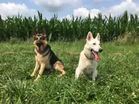 Rocky, a male German Shepherd Dog for sale in Springfield, IL – 4 of 10