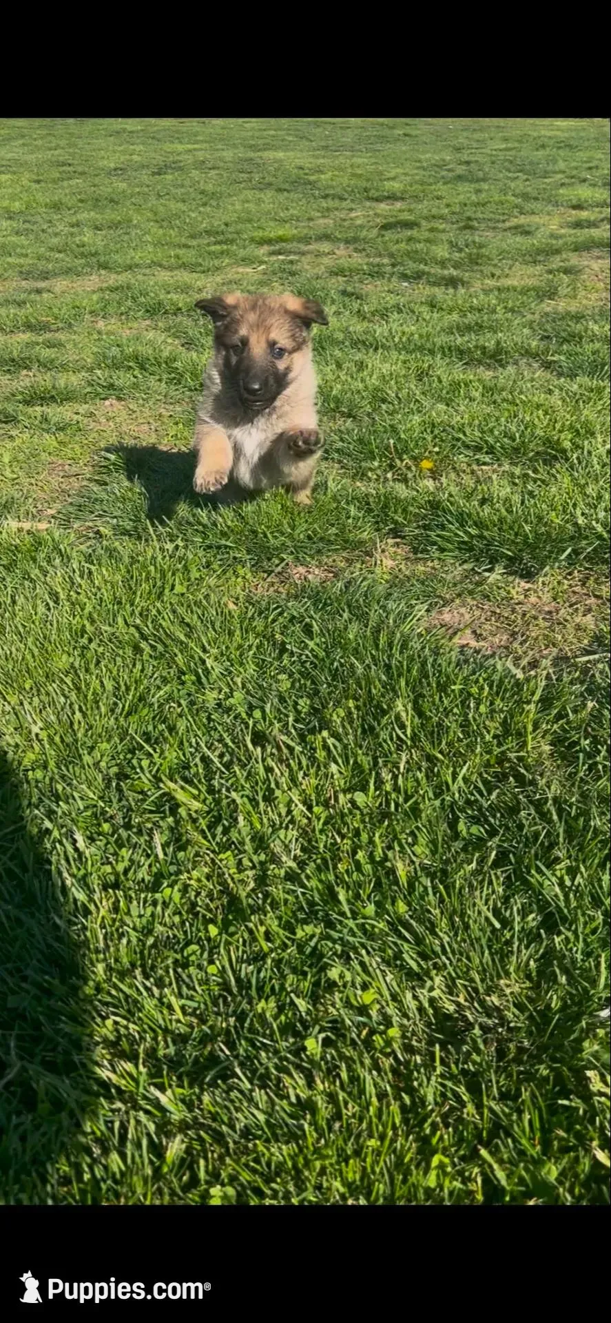 Rocky, a male German Shepherd Dog for sale in Springfield, IL – 2 of 10