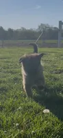 Rocky, a male German Shepherd Dog for sale in Springfield, IL – 5 of 10