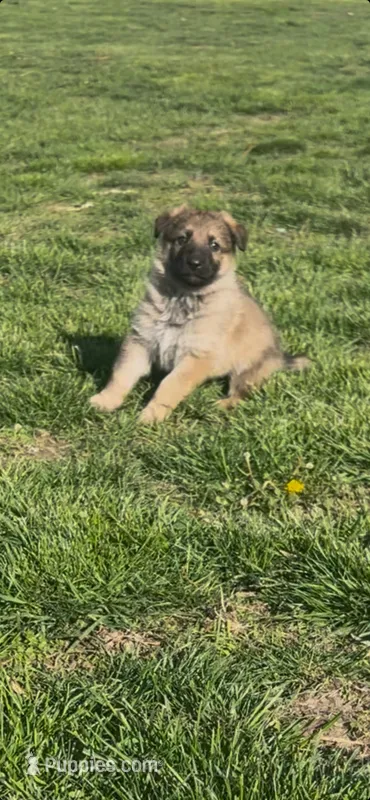 Rocky – German Shepherd Dog puppy for sale in Springfield, IL