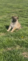 Rocky, a male German Shepherd Dog for sale in Springfield, IL – 1 of 10