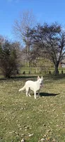 Rocky, a male German Shepherd Dog for sale in Springfield, IL – 9 of 10