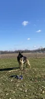 Rocky, a male German Shepherd Dog for sale in Springfield, IL – 7 of 10