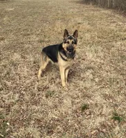 Rocky, a male German Shepherd Dog for sale in Springfield, IL – 3 of 10