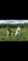 Rocky, a male German Shepherd Dog for sale in Springfield, IL – 8 of 10