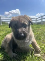 Rocky, a male German Shepherd Dog for sale in Springfield, IL – 6 of 10