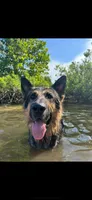 Rocky, a male German Shepherd Dog for sale in Springfield, IL – 10 of 10