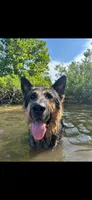GSDPuppies, a  German Shepherd Dog for sale in Springfield, IL – 4 of 5