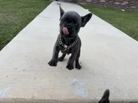 Hulk, a male French Bulldog for sale in Fayetteville, AR – 3 of 4