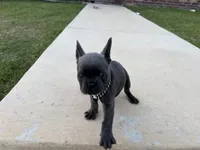 Hulk, a male French Bulldog for sale in Fayetteville, AR – 1 of 4