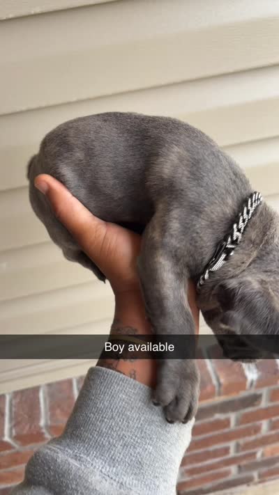 Hulk, a male French Bulldog for sale in Fayetteville, AR – 4 of 4