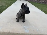 Hulk, a male French Bulldog for sale in Fayetteville, AR – 2 of 4