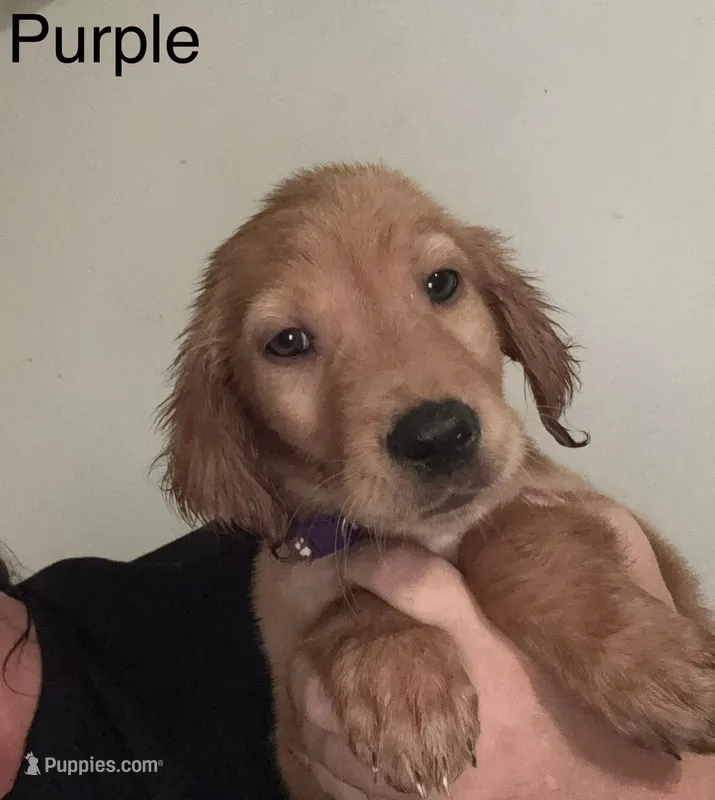 Purple Girl – Golden Retriever puppy for sale in Austin, TX