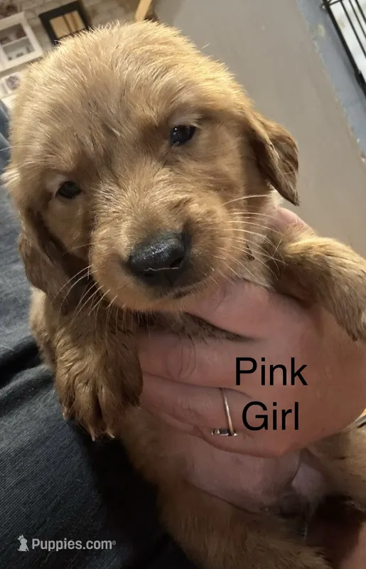 Pink girl – Golden Retriever puppy for sale in Austin, TX