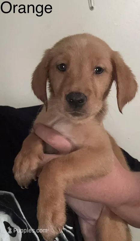 Orange girl – Golden Retriever puppy for sale in Austin, TX