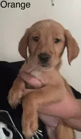 Orange girl, a female Golden Retriever for sale in Austin, TX – 4 of 9