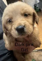 Dark pink girl, a female Golden Retriever for sale in Austin, TX – 1 of 1