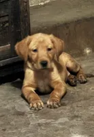 Male Golden Retriever puppy , a male Golden Retriever and Labrador Retriever for sale in Austin, TX – 3 of 6
